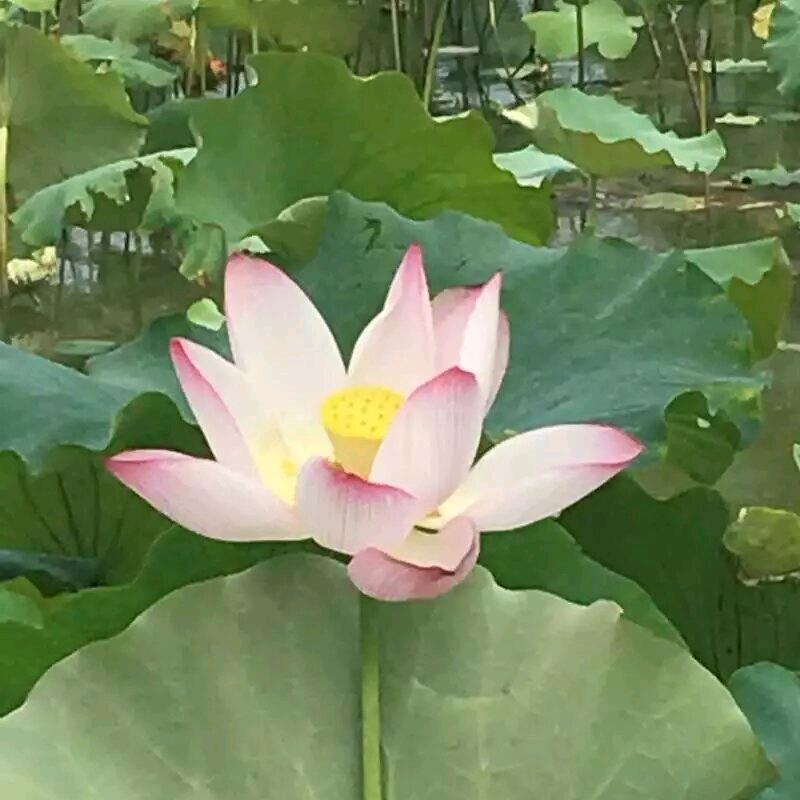 心会累     爱会冷