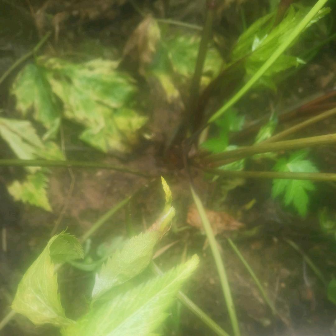 我不会忘记