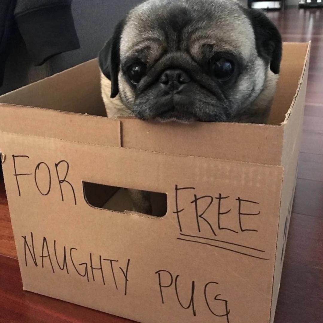 有点忧郁的鱿鱼