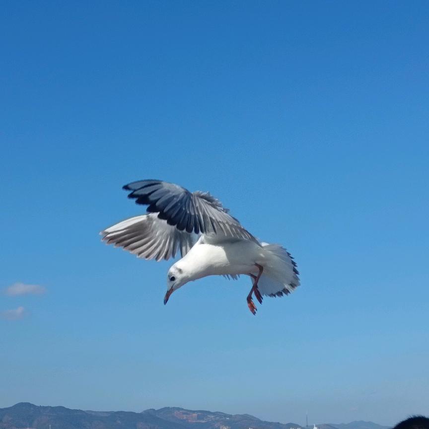 蓝吉