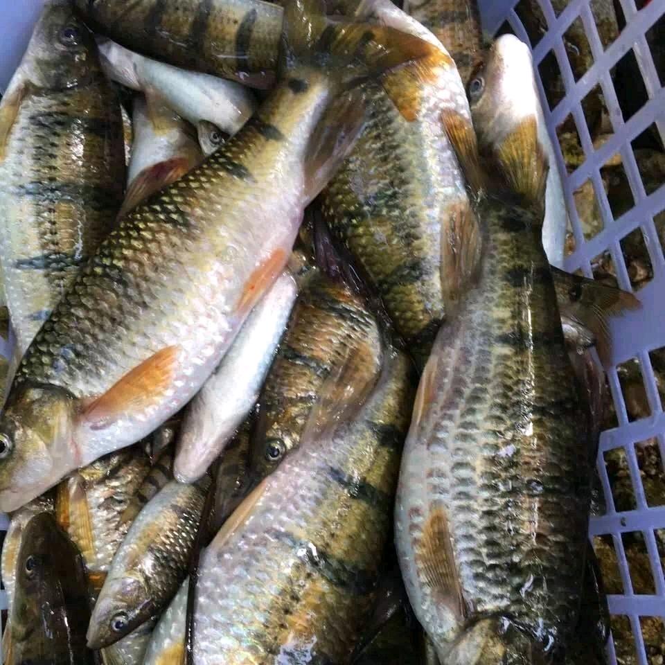海鲜大叔
