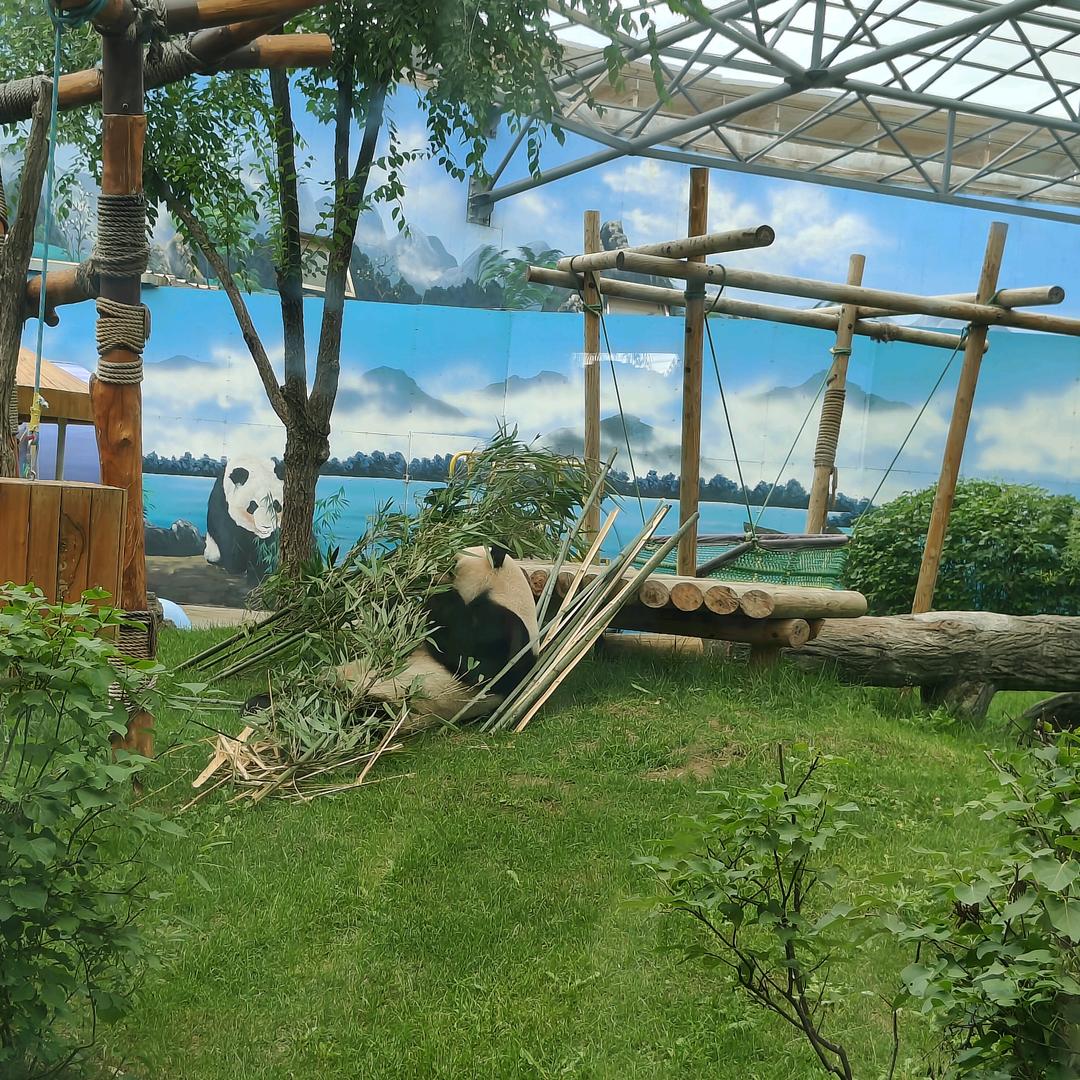 竹林