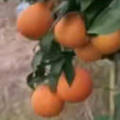 平安喜乐(文文)