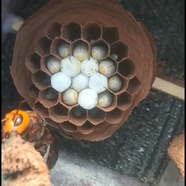 峰顺农产品
