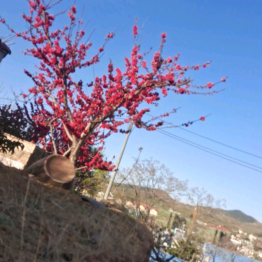 平淡一生