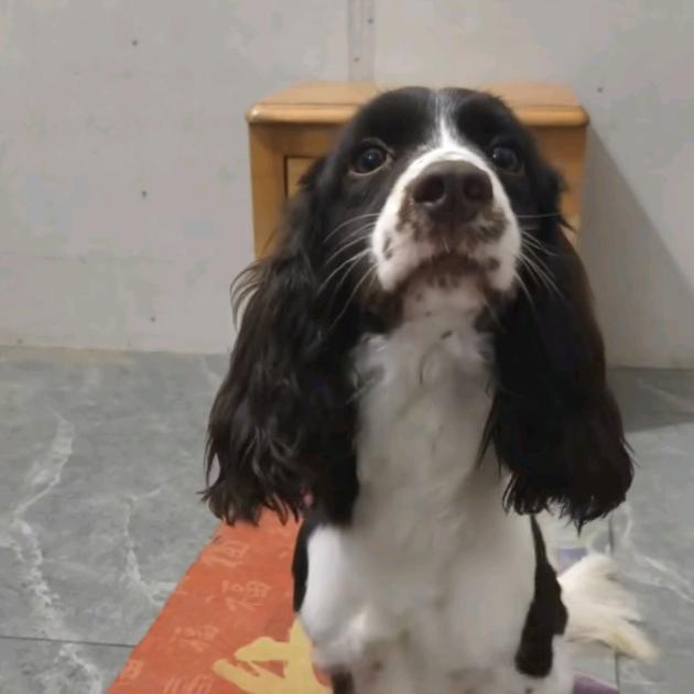 啦K🐶（才艺）