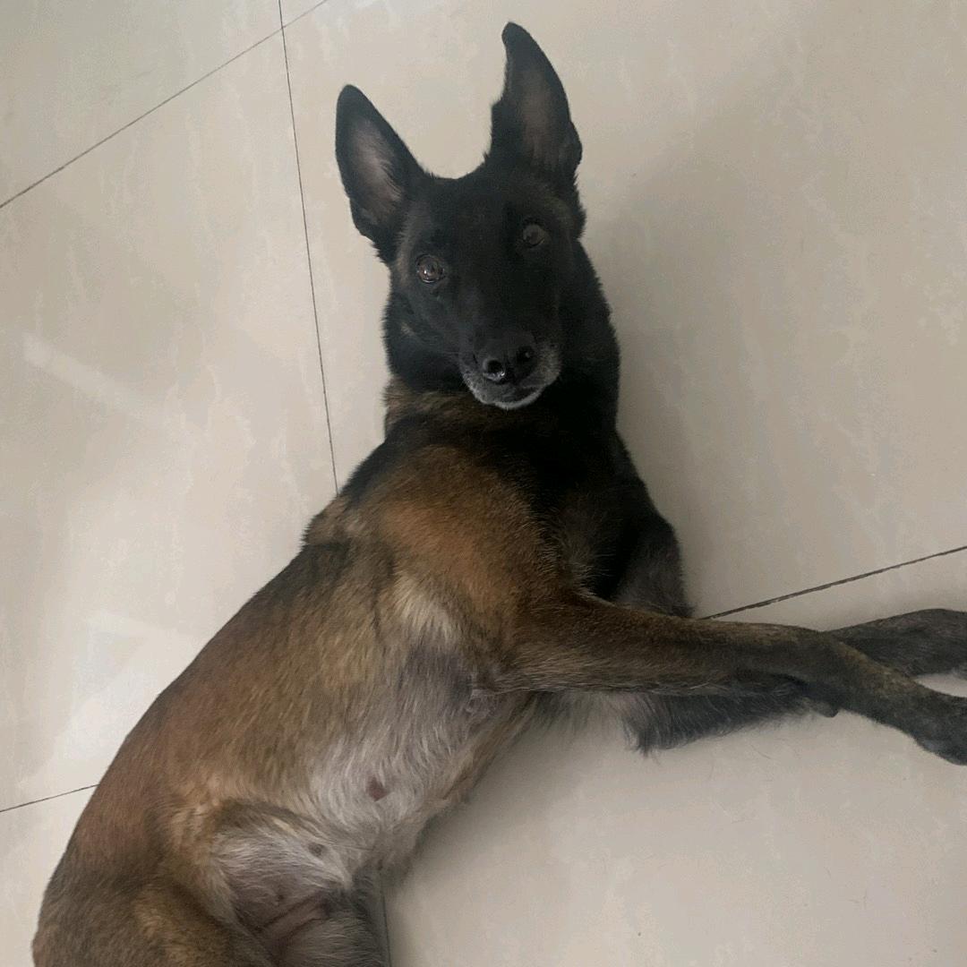 lv小小驴