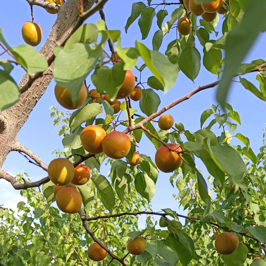 新疆兵团农产品