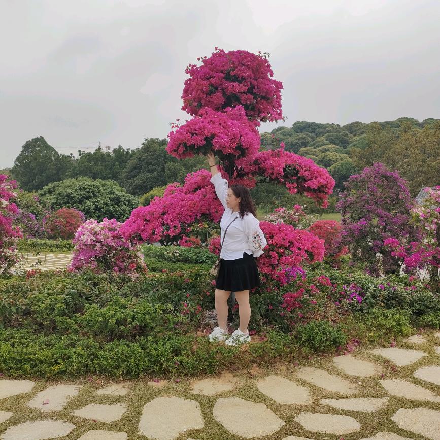雾里花非花
