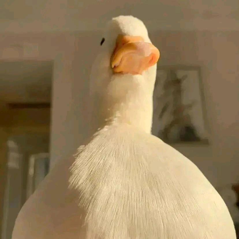 姜 宁ㅤ