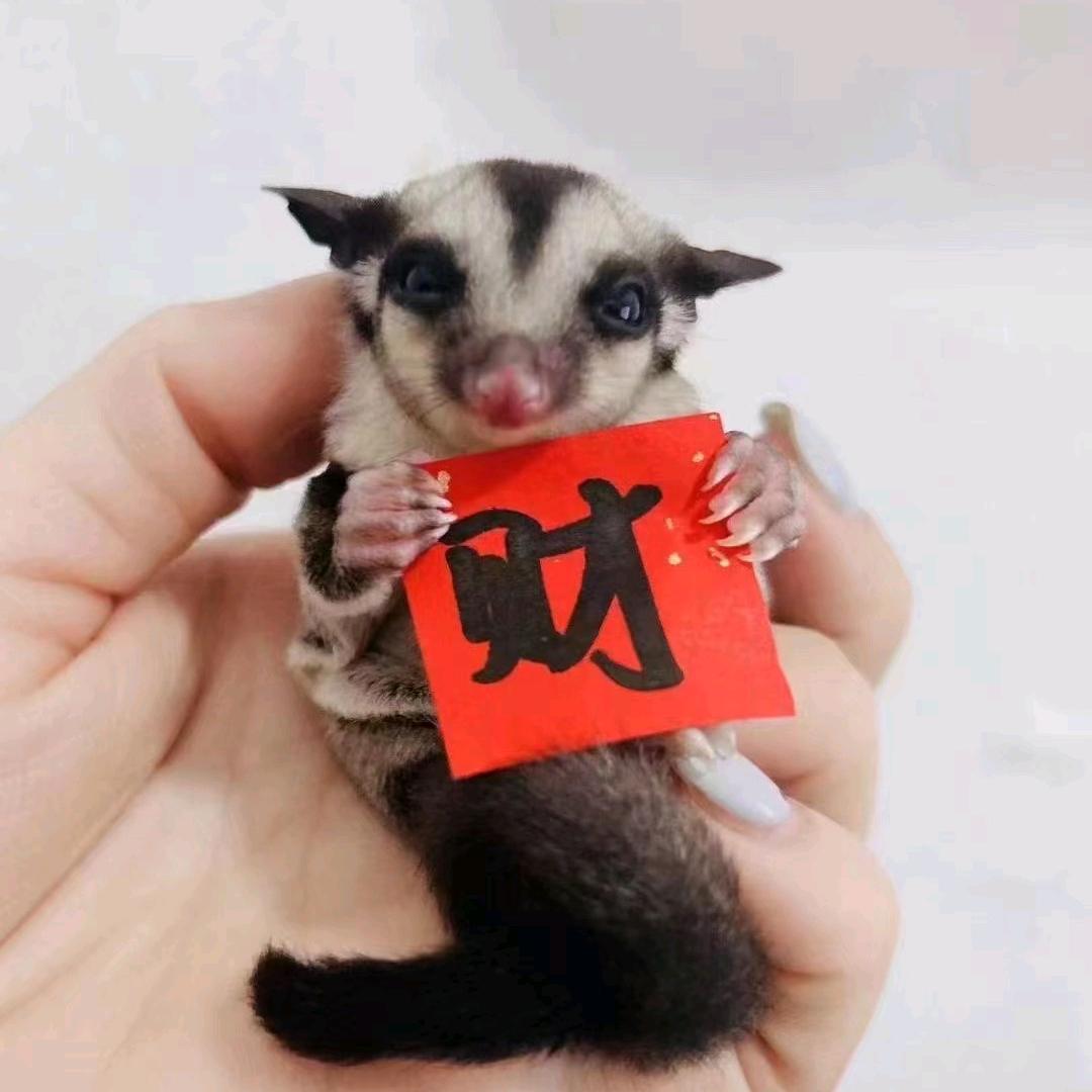 猪猪萌宠小松鼠