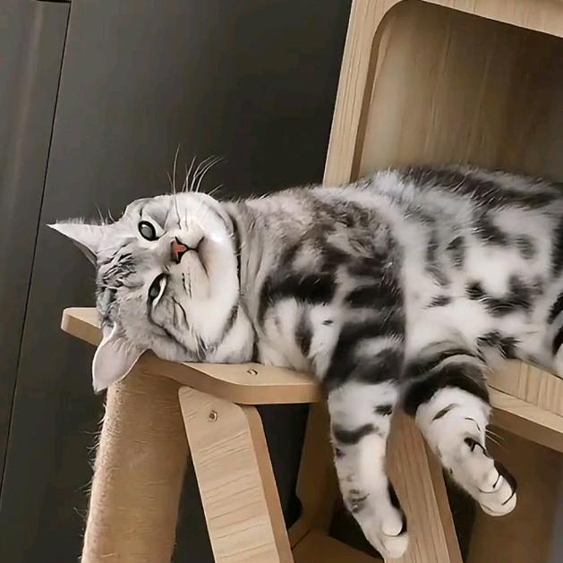 猫猫小霸