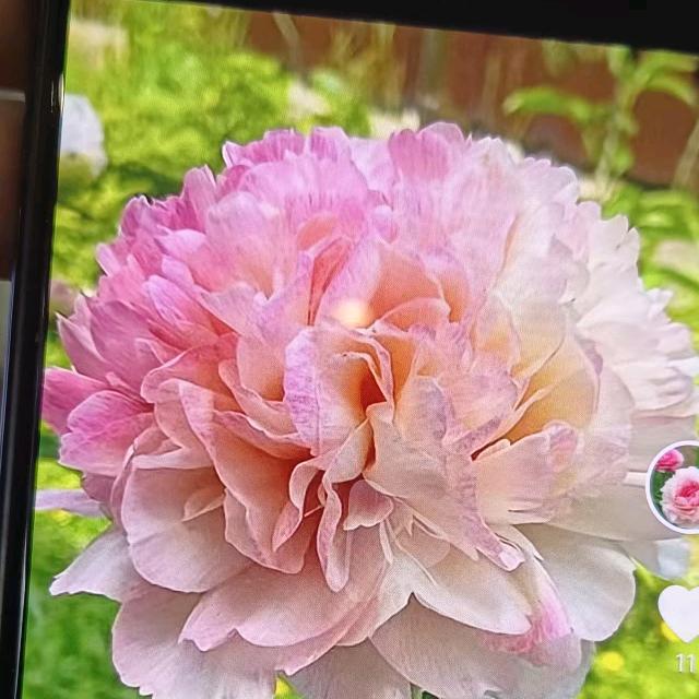 艺都花卉牡丹芍药种植基地