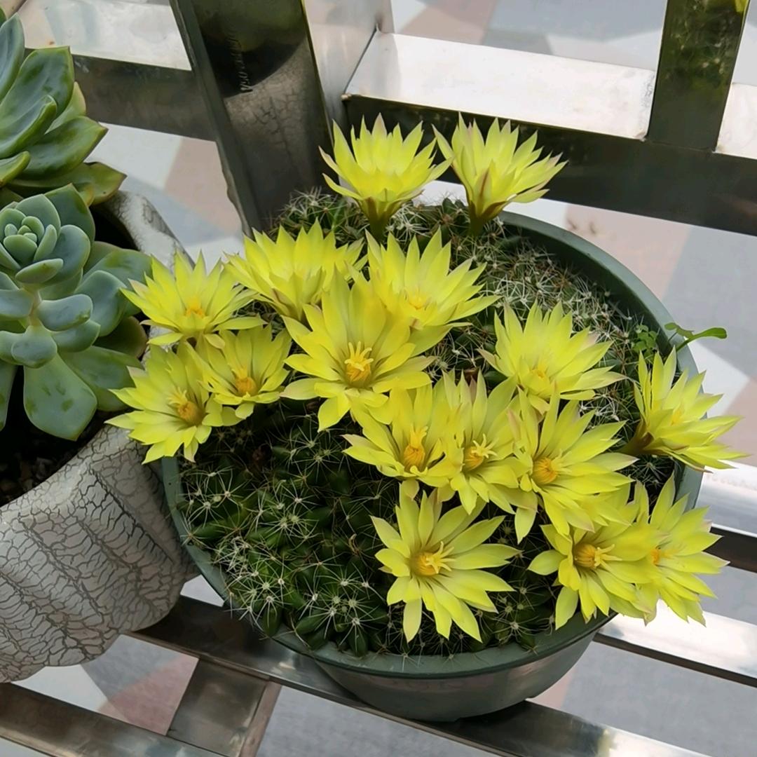 月芽