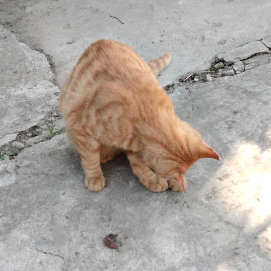 小眼