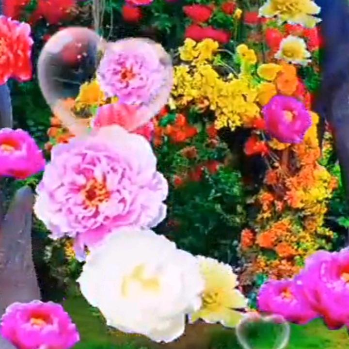 ꦿ💞࿐🕊幸🦋໊ᩚ福安ꦿ᭄٭᭄康