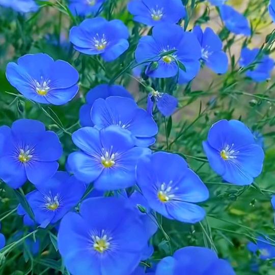 小蕊，蓝精灵888