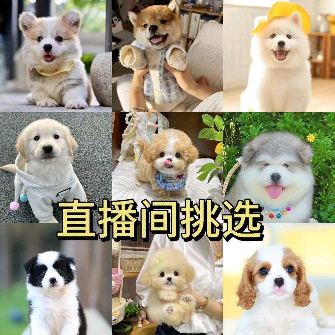 宠物坊萌宠