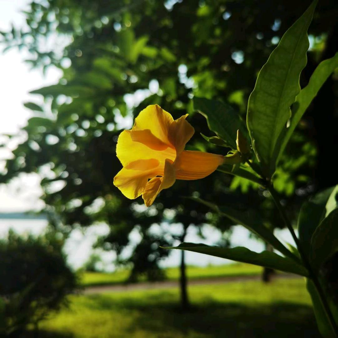 麦田里的八号守望者