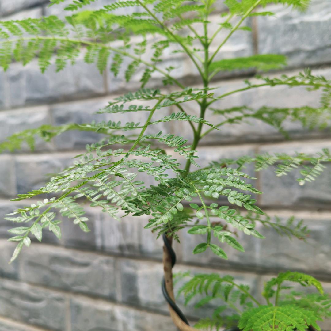 黑马哥
