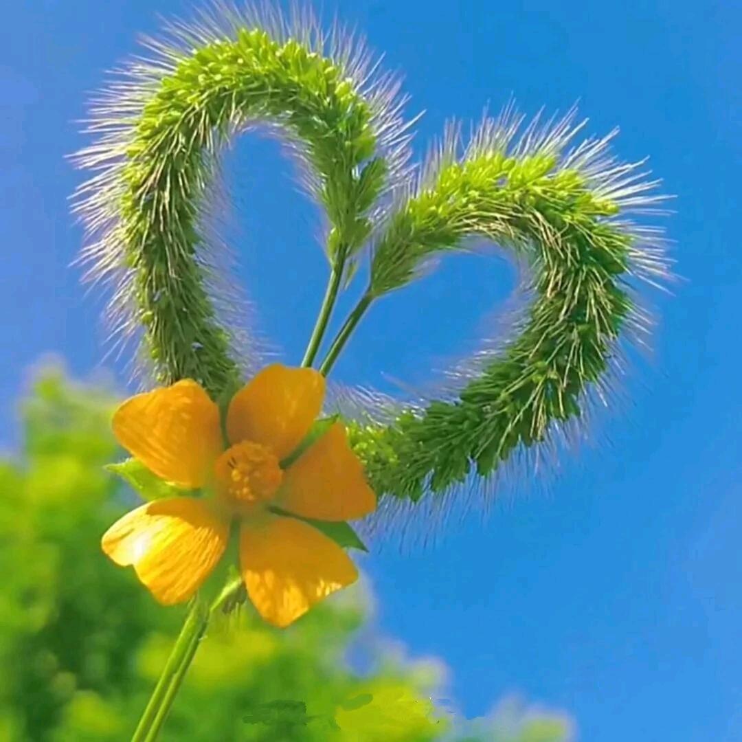 jai