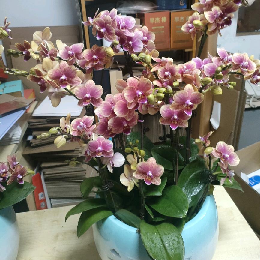 牵着蚂蚁逛抖音