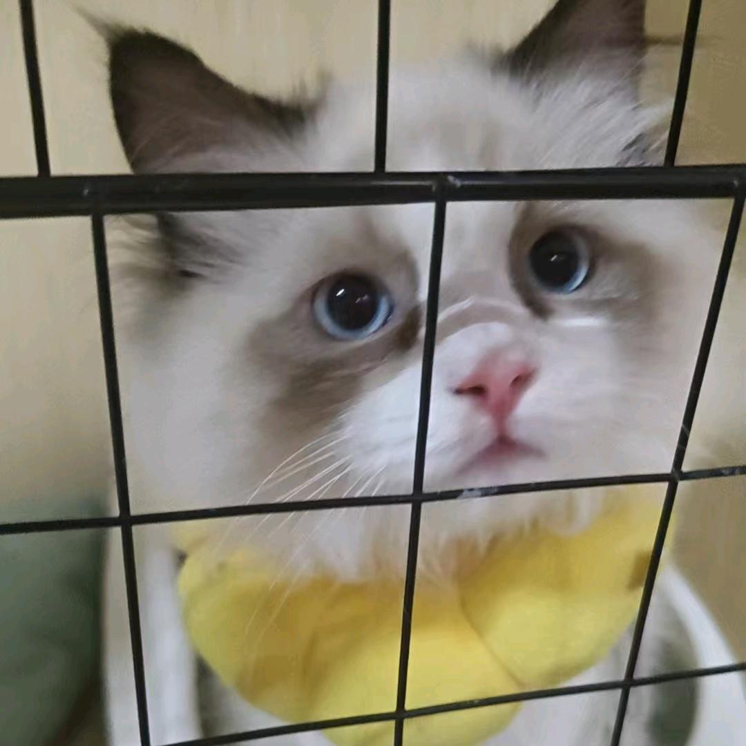 壮壮学长（汽职版）