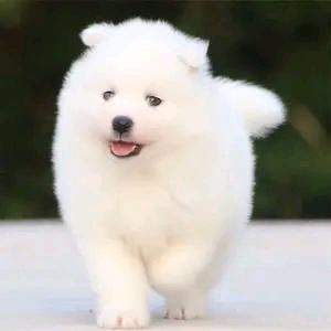 萌宠好物.