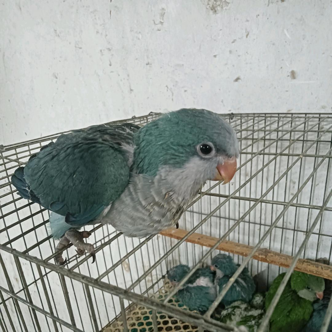 商丘鹦鹉（小太阳，和尚）