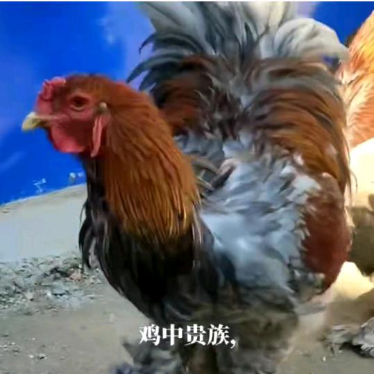 观禽繁育园