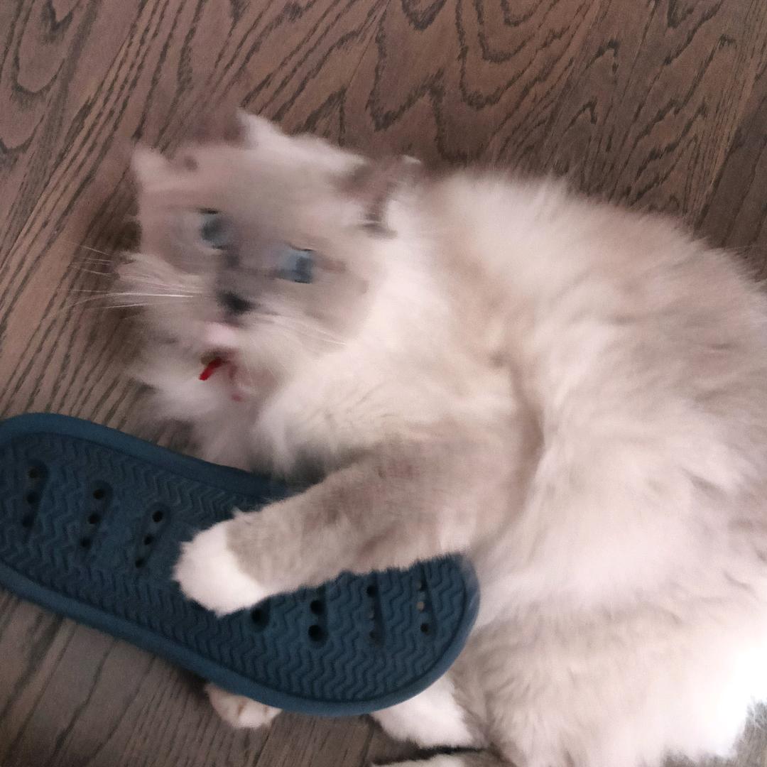 道君不讲话