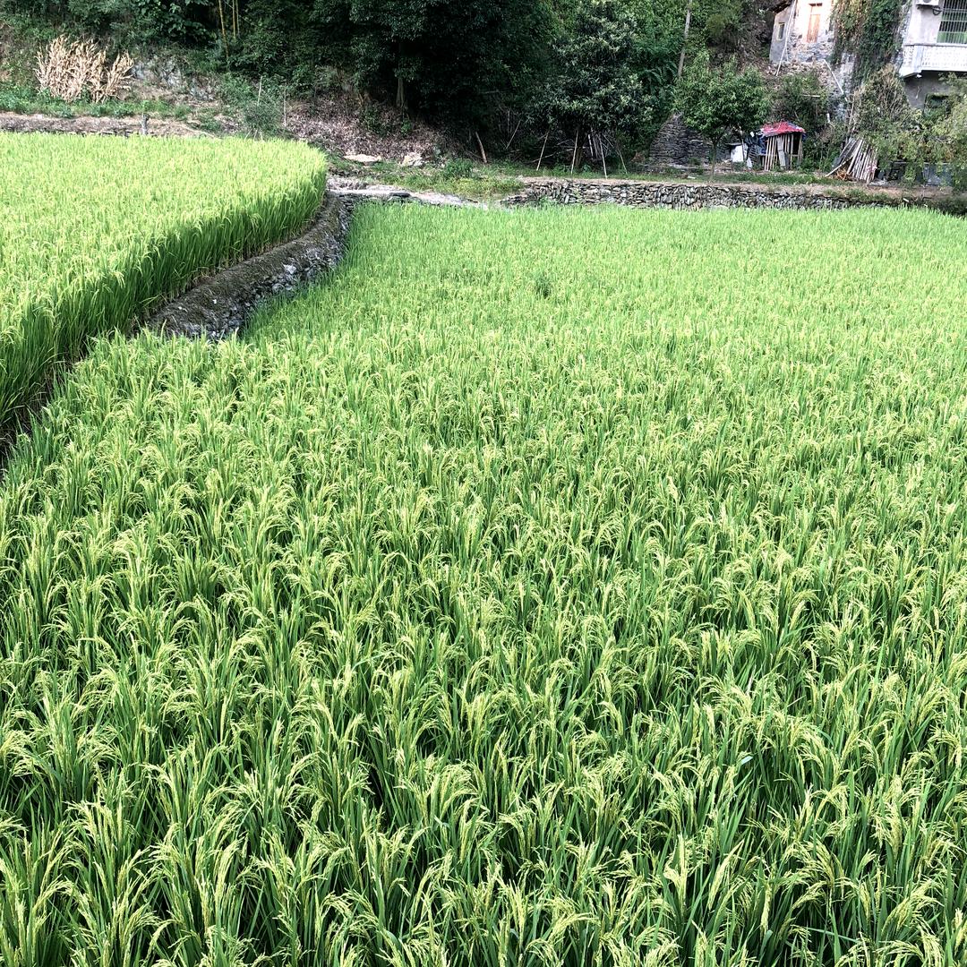 风里雨里