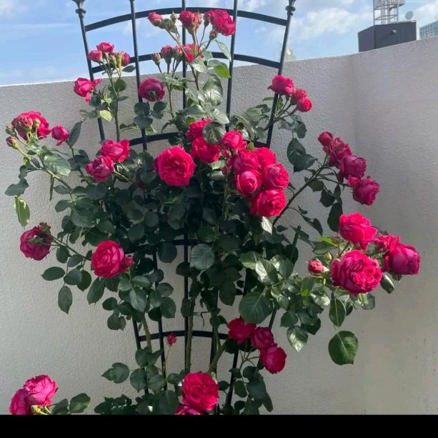 幸福🌺🌹常伴