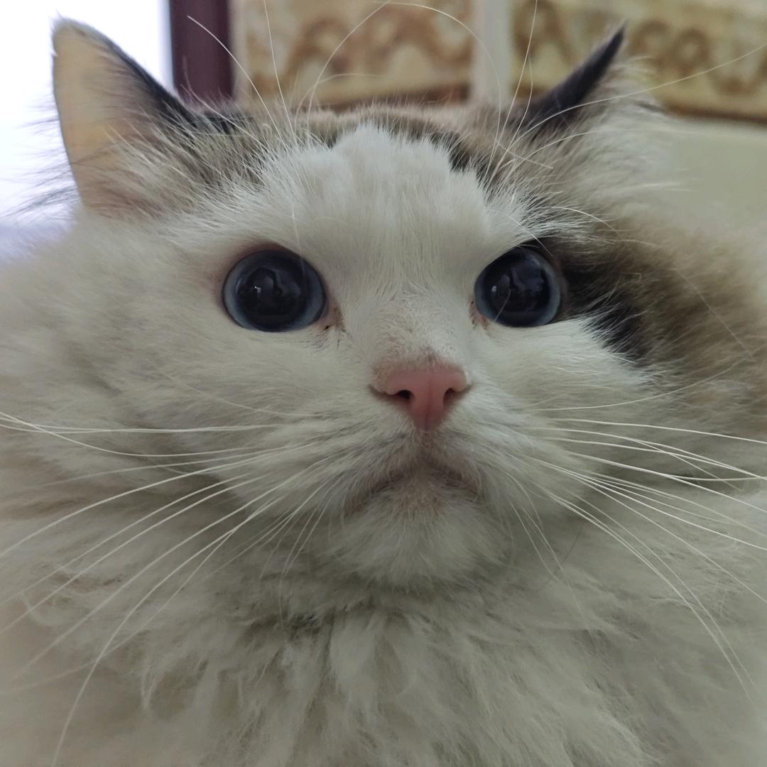 大眼华仔