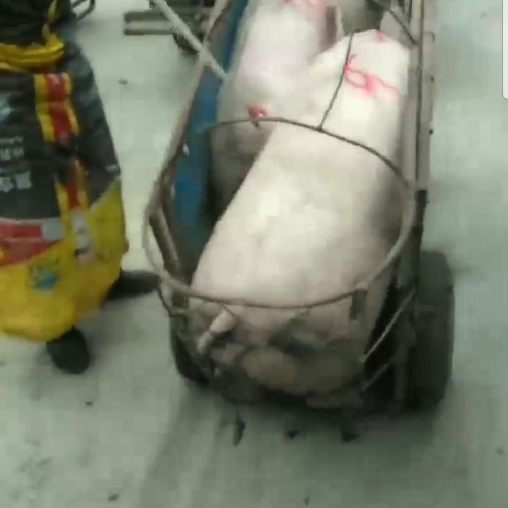 专业抓猪老魏