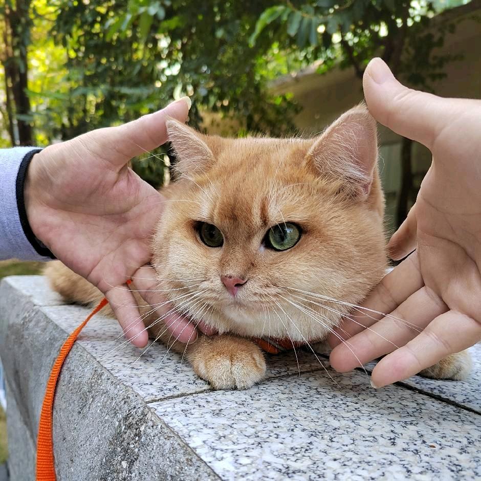 小猫很Q