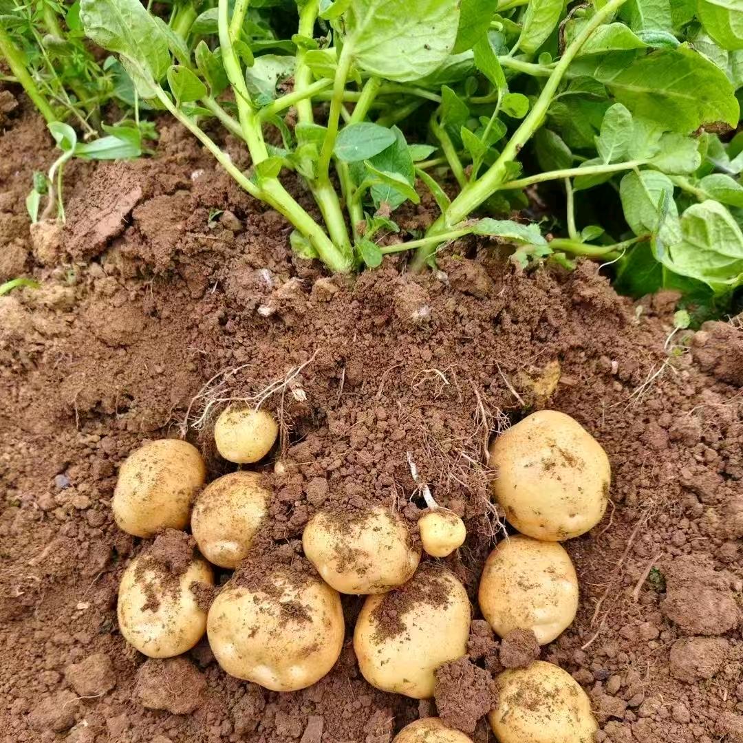 开错玫瑰的季节