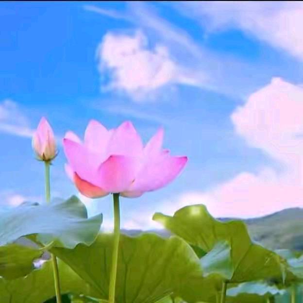 芒果: