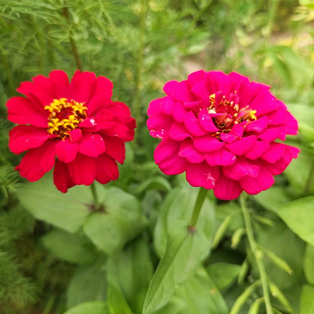 心愿💖爱🎵💖