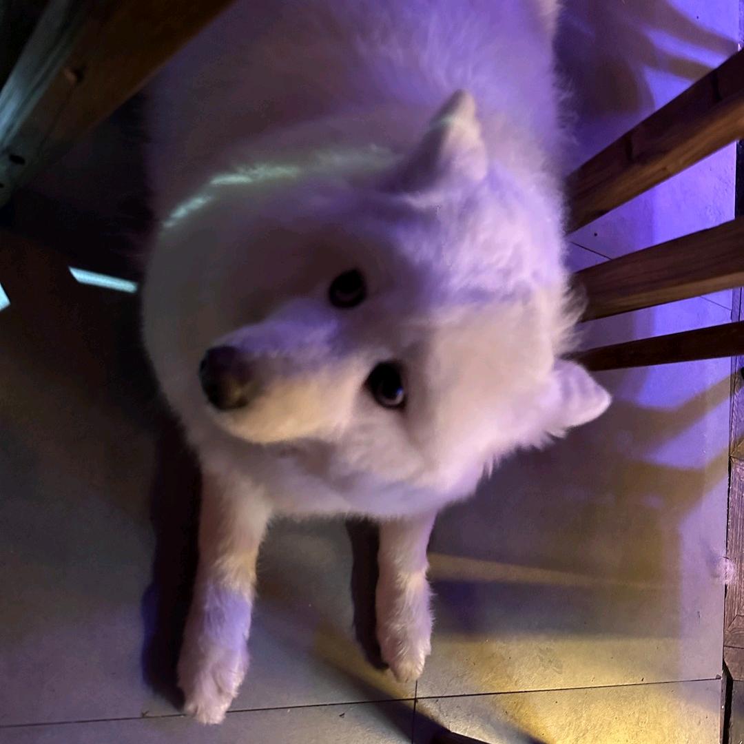 哦叩