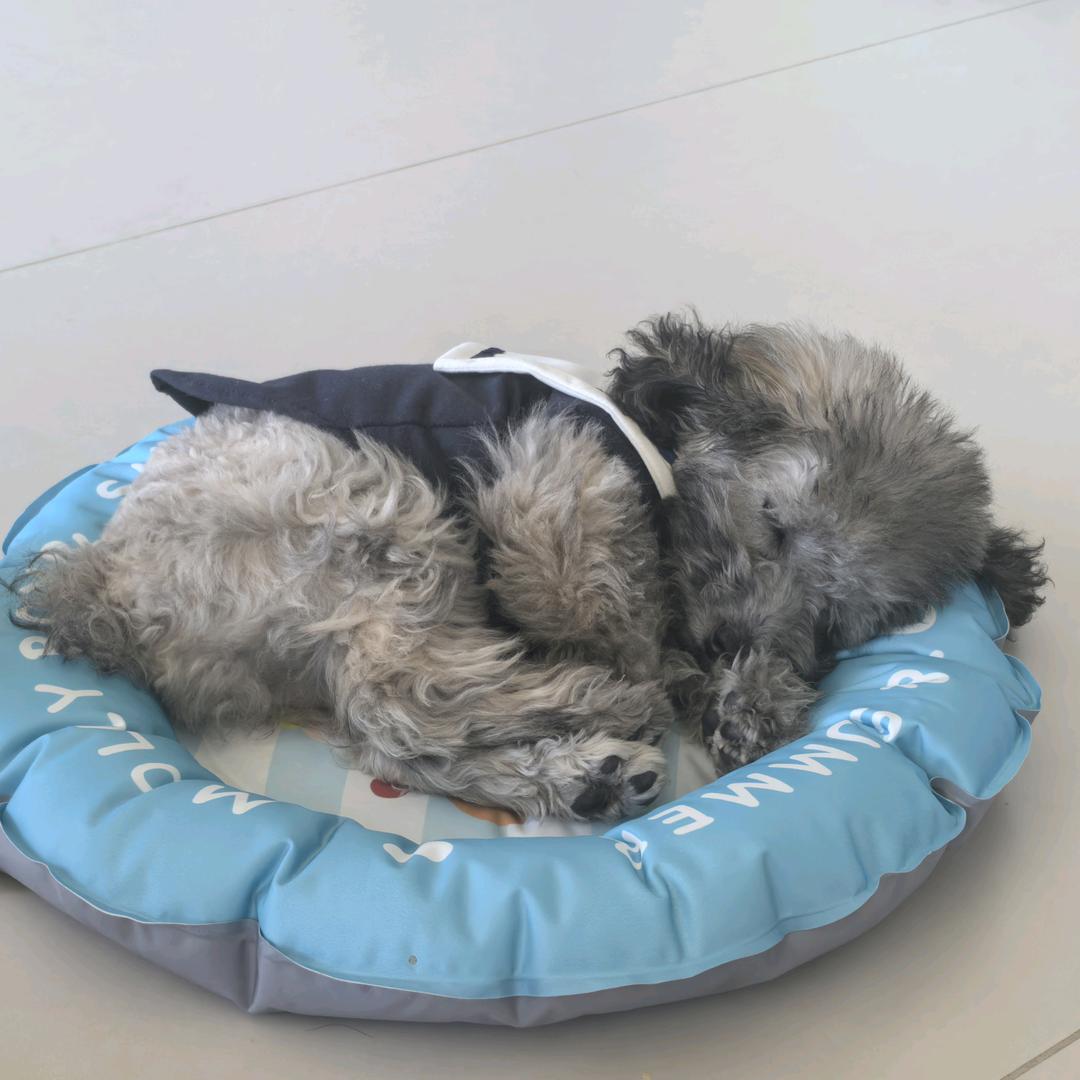 多宝是只灰泰迪