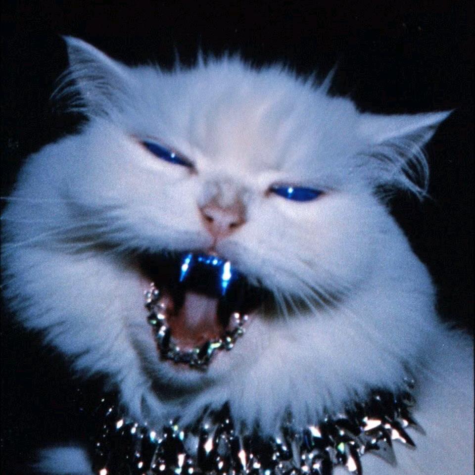 胖大唾沫星子💨