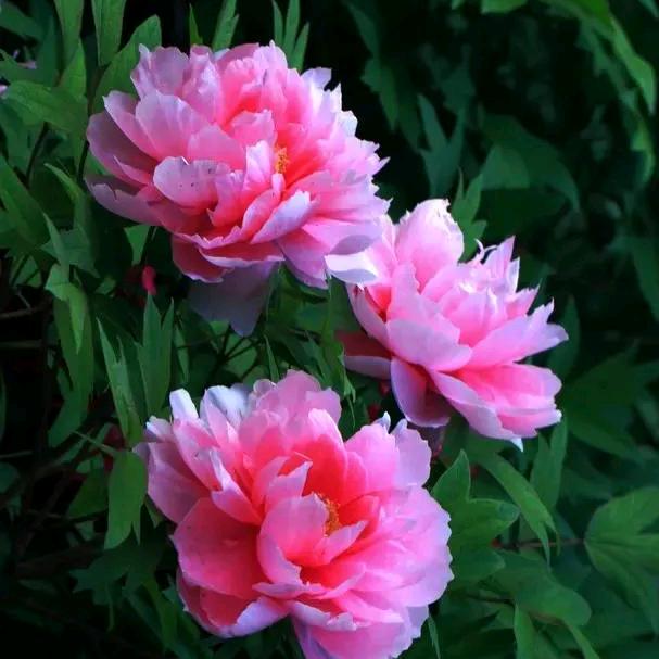 岁岁安康（青琰）