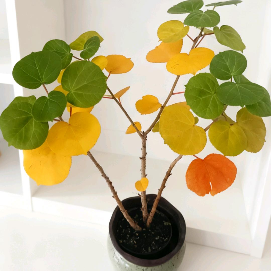 是谁偷走了我的记忆