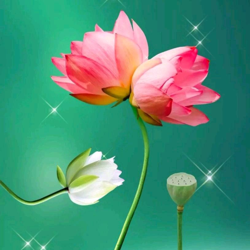🍀愿做佛前一朵莲🍀