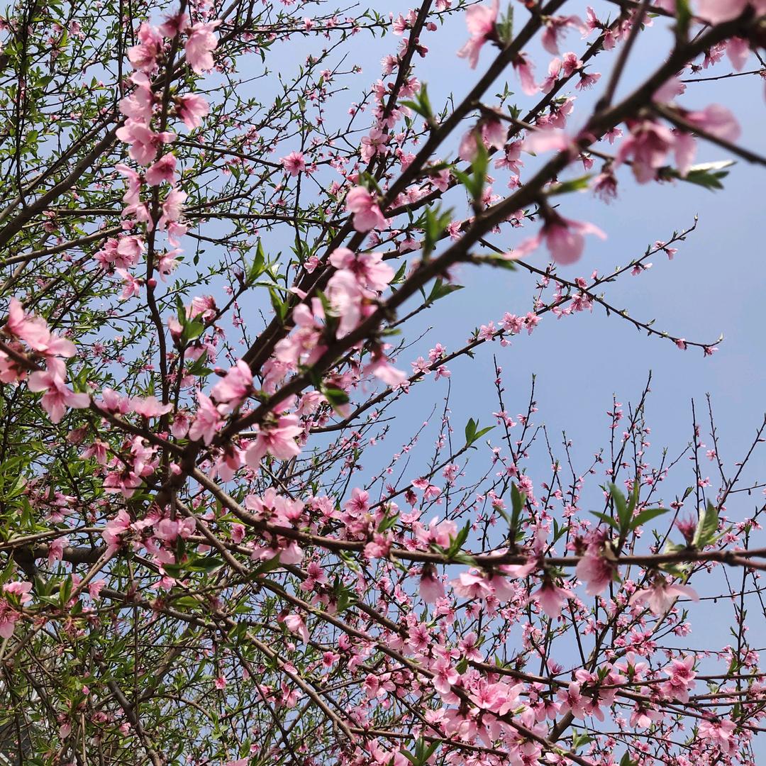 @如意🌸