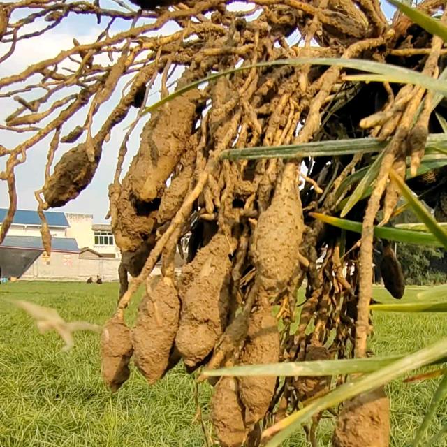 绵阳产地川麦冬各批发零售
