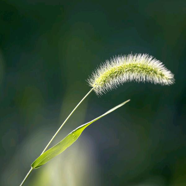 小，小草🌿