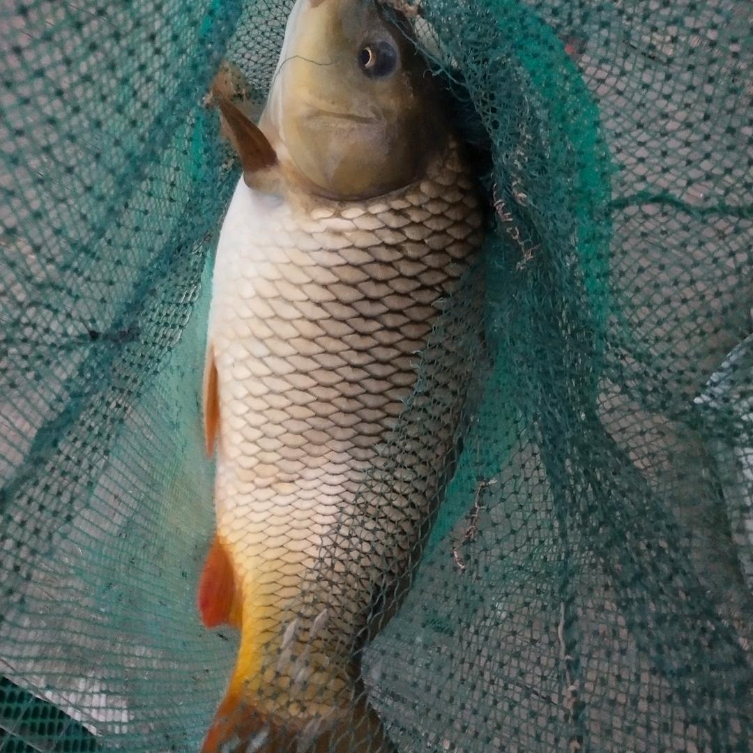 鳑鲏漂大江