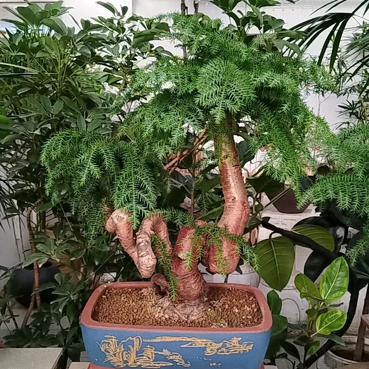 笑看风云